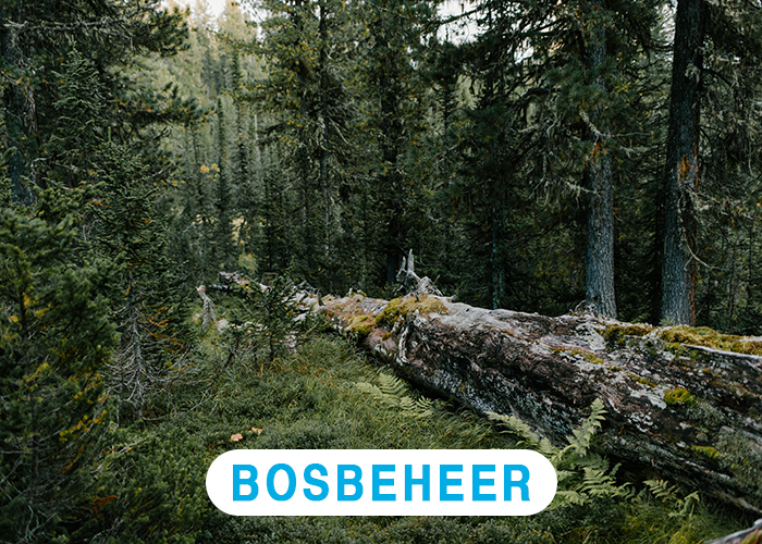 Bosbeheer Bosbeheer