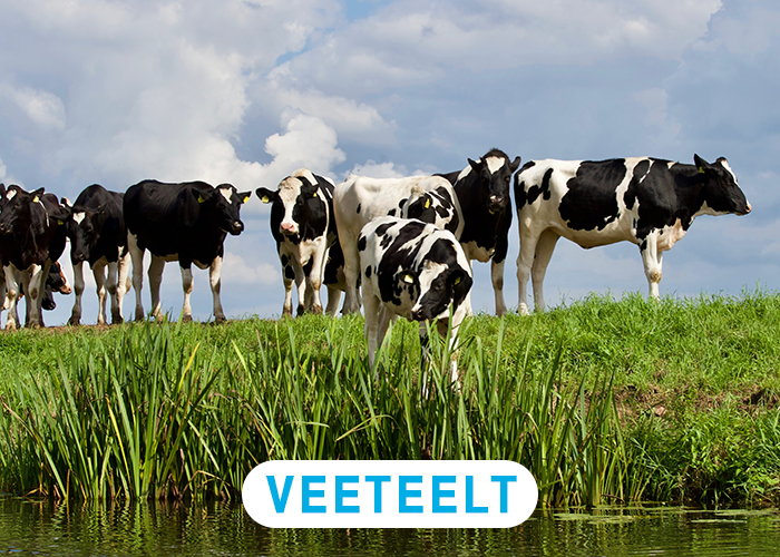 Veeteelt Veeteelt